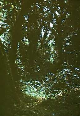 kil jungle.jpg (18320 bytes)