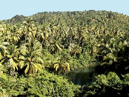 Domi946.JPG (33667 bytes)