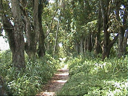 Pointe983.jpg (79539 bytes)