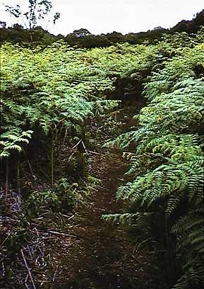 kil ferns.jpg (32306 bytes)